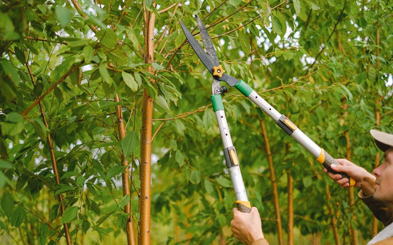 Tree trimming in Uniontown, AR